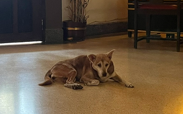 看板犬のナイラープ