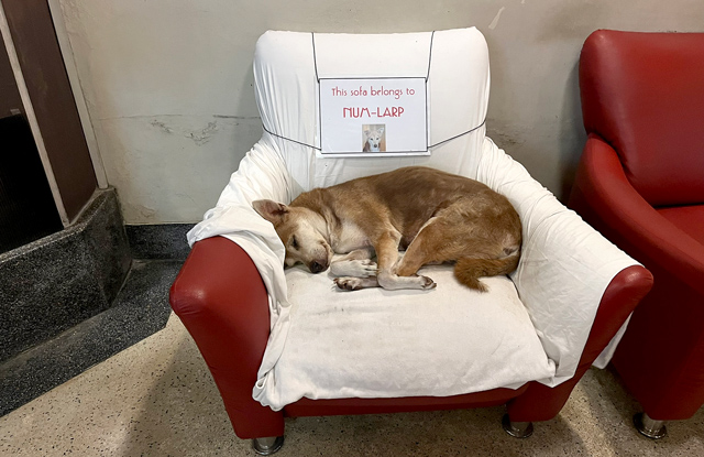 専用ソファでぐっすり