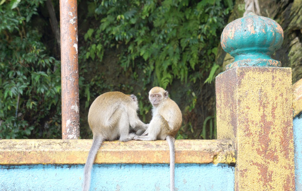 バトゥ洞窟のサル バトゥ洞窟のサル