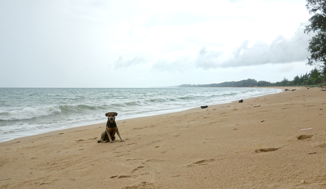 早朝のマイカオビーチ